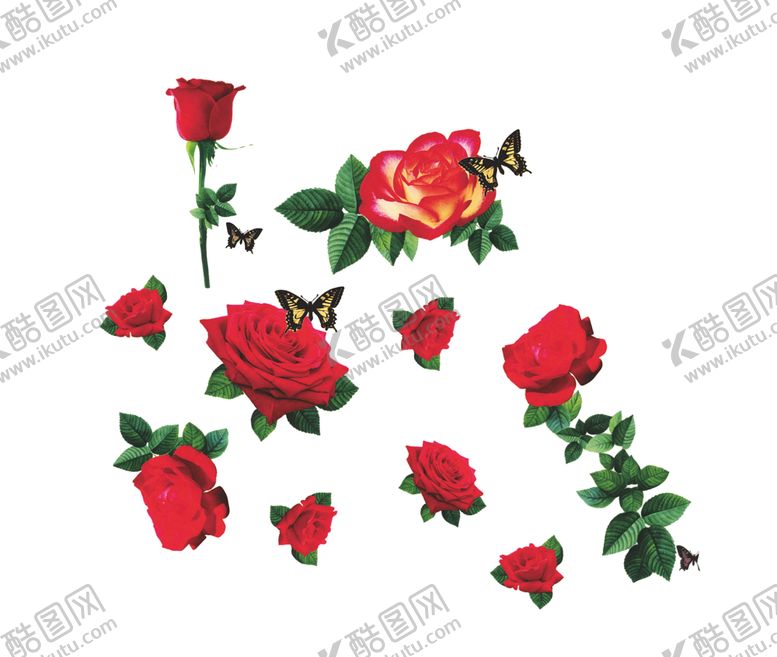 编号：40569705040348541931【酷图网】源文件下载-大牌玫瑰