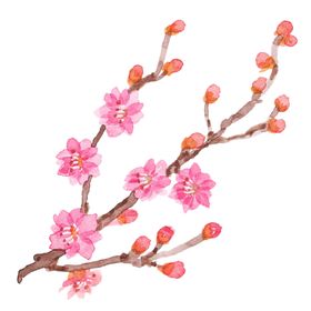 梅花素材