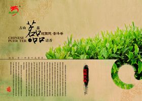 普洱
