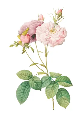 玫瑰花月季小清新布料阳光