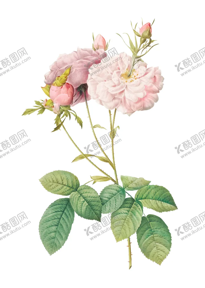 编号：86368801291437077170【酷图网】源文件下载-玫瑰花