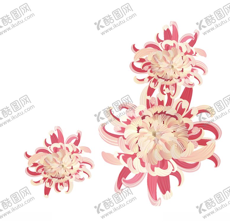 编号：47267410310012574205【酷图网】源文件下载-矢量手绘菊花