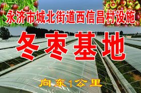 冬枣基地