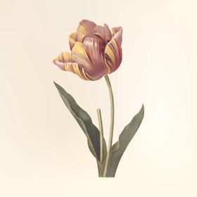 郁金香花纹