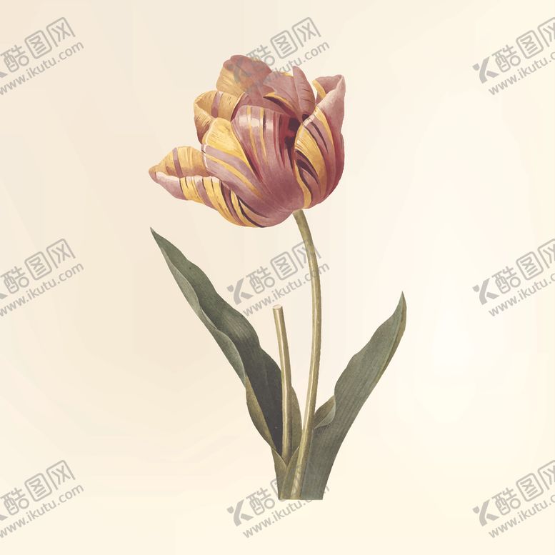 编号：81256010190253547029【酷图网】源文件下载-郁金香花纹