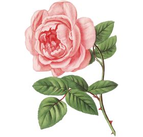手绘玫瑰花素材