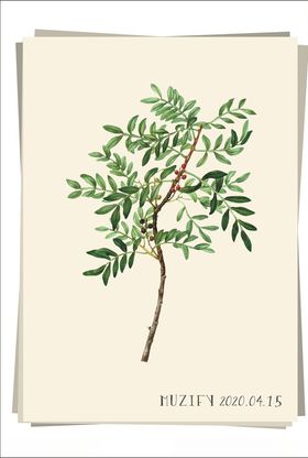山扁豆植物图鉴