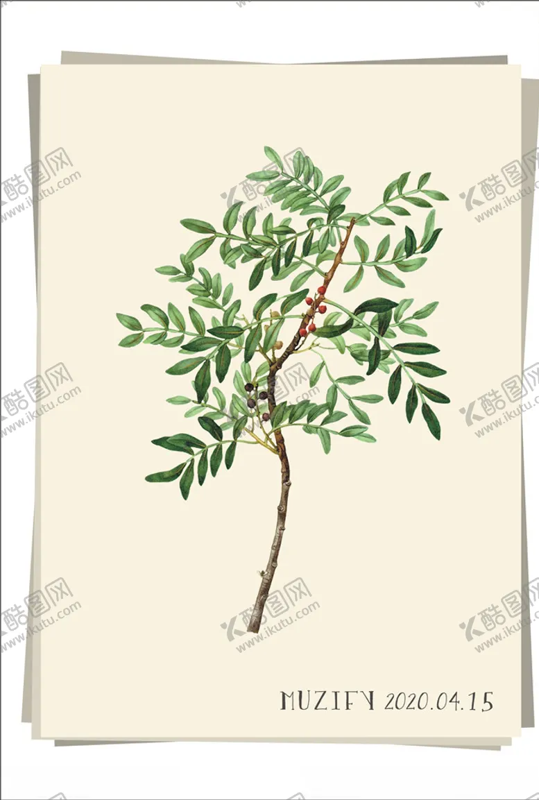 编号：27415906291112428574【酷图网】源文件下载-黄连木植物图鉴