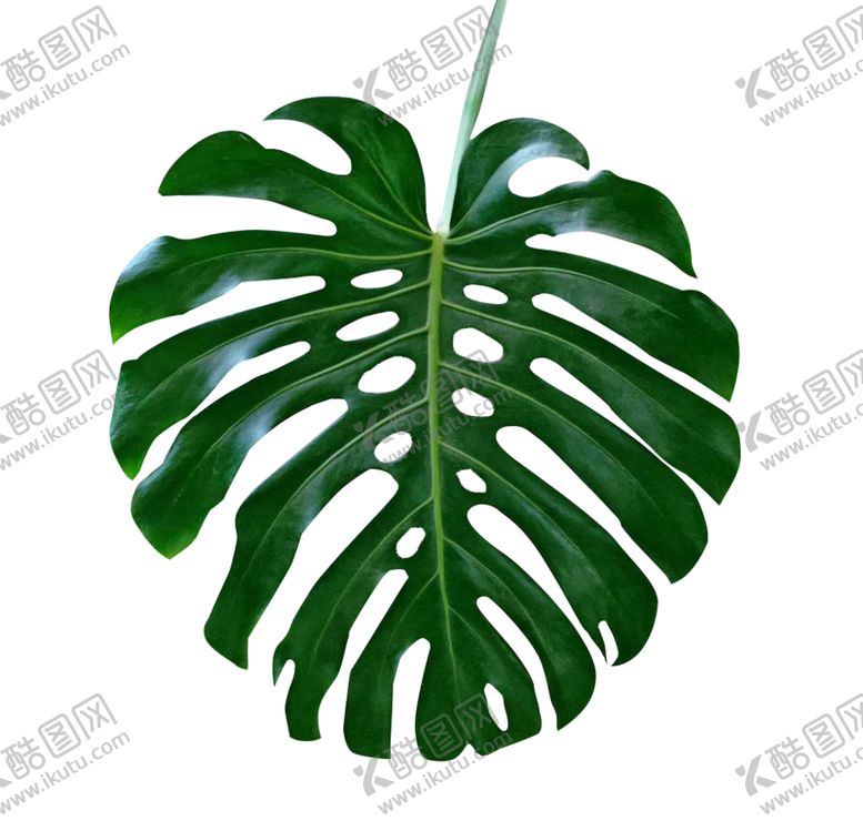 编号：11694909201421087569【酷图网】源文件下载-叶子