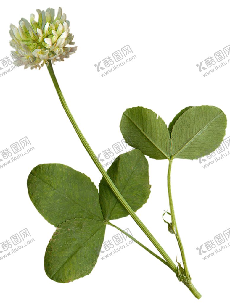 编号：89584507052111369782【酷图网】源文件下载-植物