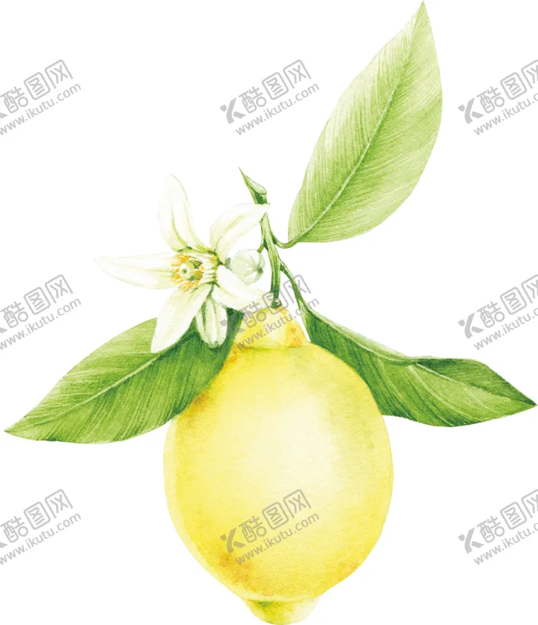 编号：37921702060656335063【酷图网】源文件下载-柠檬
