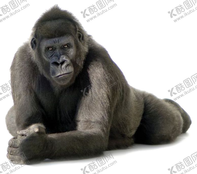 编号：18006609230809024117【酷图网】源文件下载-黑猩猩