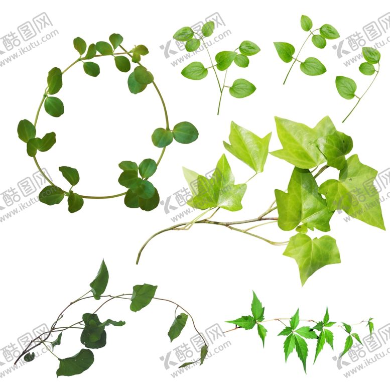 编号：60374506151507427868【酷图网】源文件下载-植物藤蔓免抠PNG免抠