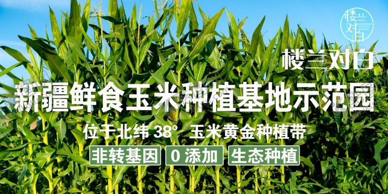编号：23141302030212108317【酷图网】源文件下载-玉米种植基地