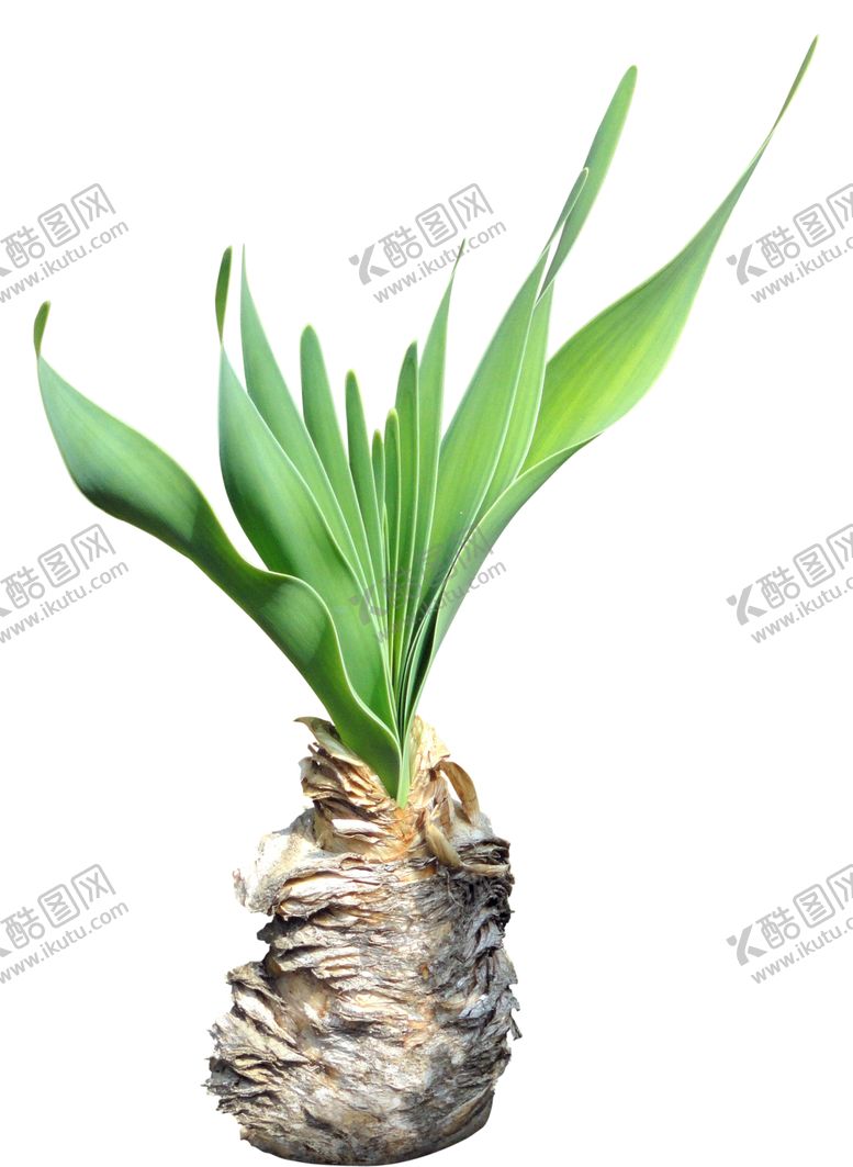 编号：21630109210546503377【酷图网】源文件下载-花卉素材