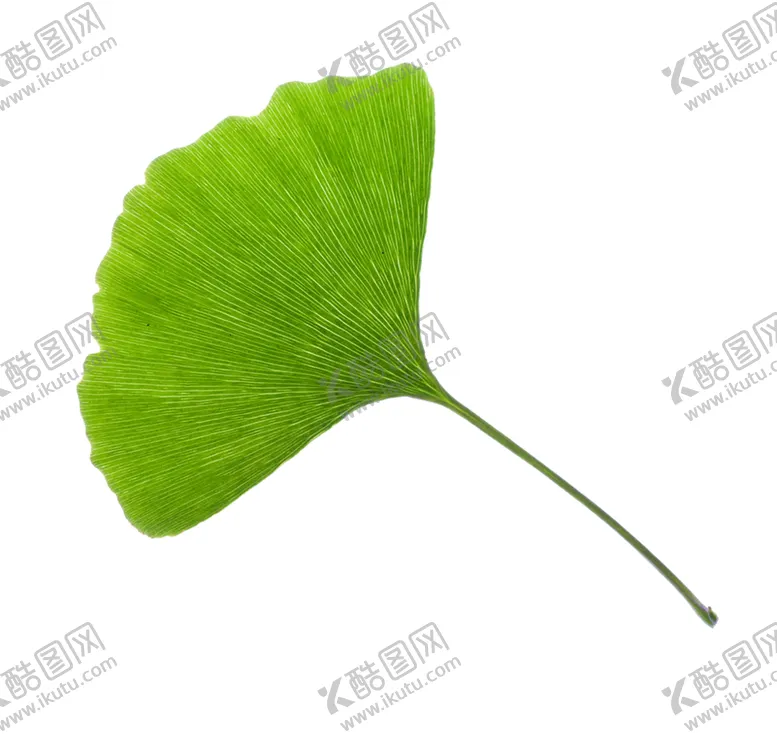 编号：90571704151449593435【酷图网】源文件下载-银杏叶