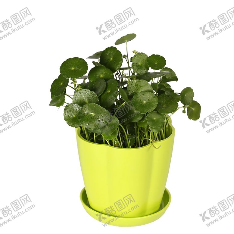 编号：40145410111849457715【酷图网】源文件下载-绿色装饰