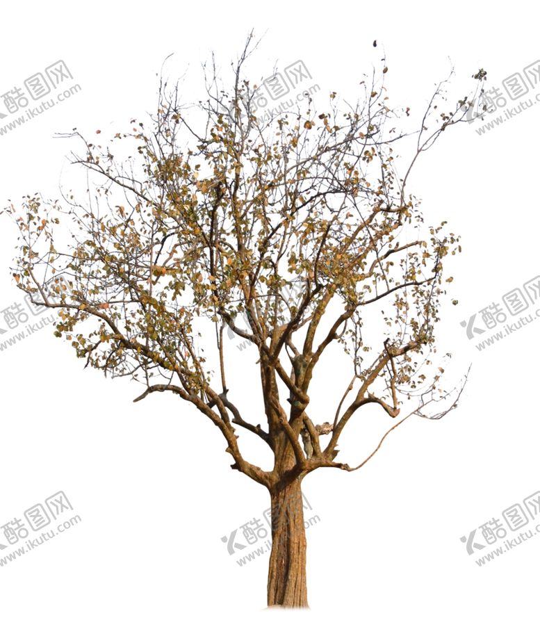 编号：74282009211902159771【酷图网】源文件下载-枯树干树