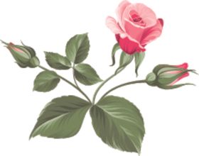 花卉
