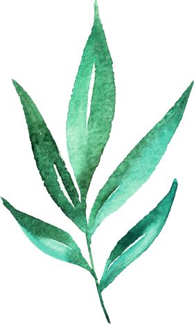 水彩手绘花卉花朵植物