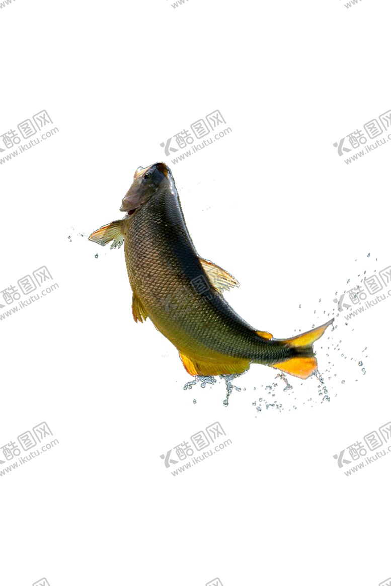 编号：79860603150105322152【酷图网】源文件下载-活鱼