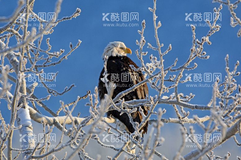 编号：24061710300737156418【酷图网】源文件下载-老鹰