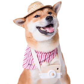 狗狗