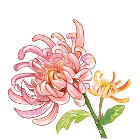 菊花素材