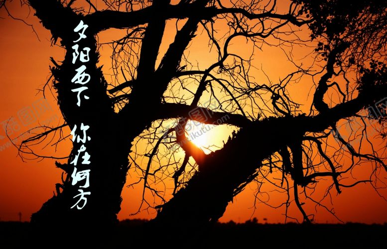 编号：79711707020258212003【酷图网】源文件下载-夕阳美景和大树