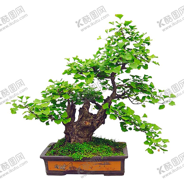 编号：76813109140824096907【酷图网】源文件下载-绿色装饰