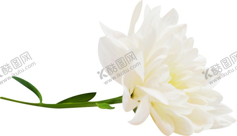 编号：22004506151001029205【酷图网】源文件下载-鲜花素材