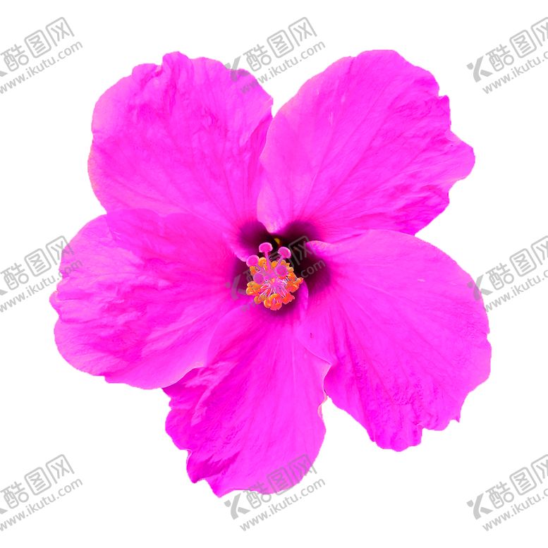 编号：95189510100605155646【酷图网】源文件下载-花素材