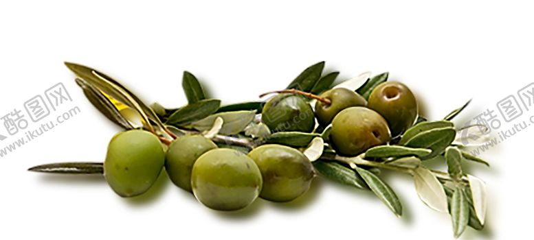 编号：53910510150713492668【酷图网】源文件下载-绿色植物