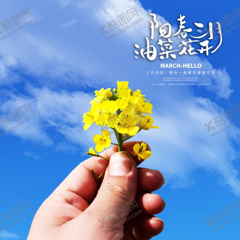 编号：68075909140737165249【酷图网】源文件下载-油菜花