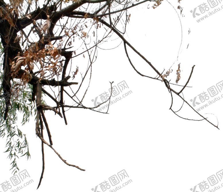 编号：51273507030220412919【酷图网】源文件下载-前景树素材