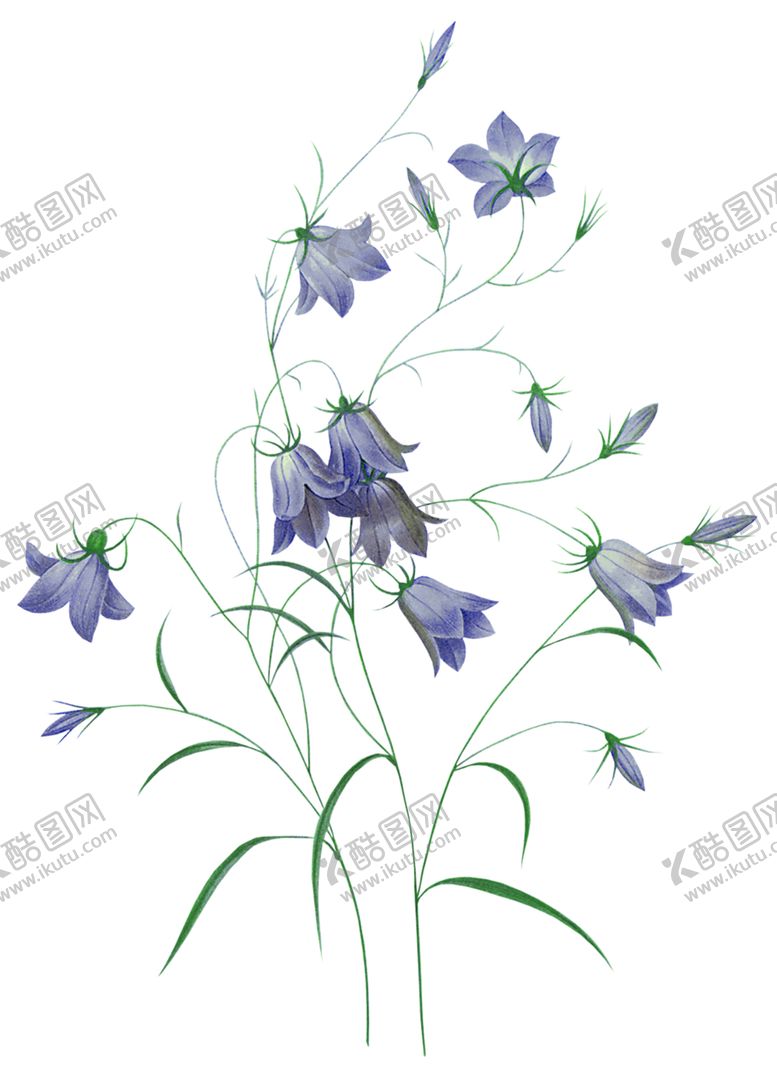 编号：18301305152336427194【酷图网】源文件下载-风铃草