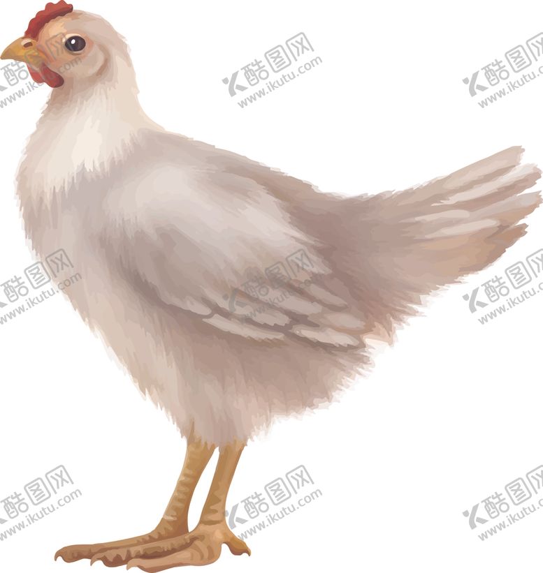 编号：49301710200831595535【酷图网】源文件下载-卡通公鸡