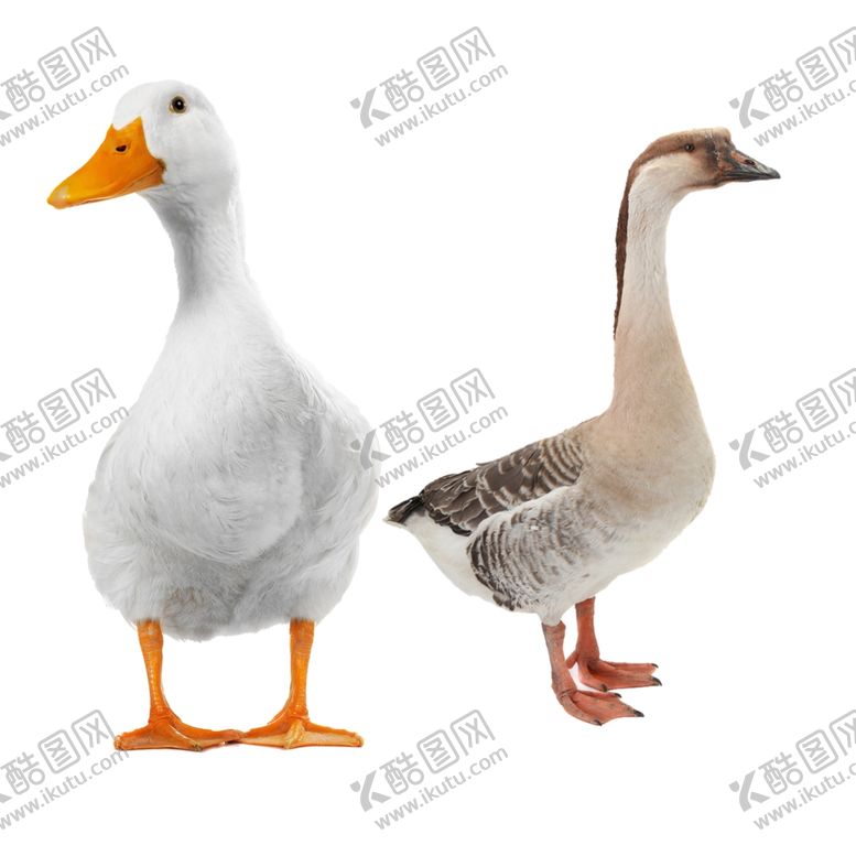 编号：98648809280245395391【酷图网】源文件下载-鸭子