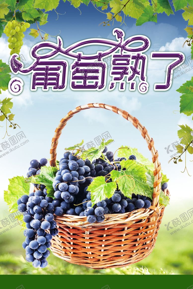 编号：37649401210806048911【酷图网】源文件下载-葡萄熟了