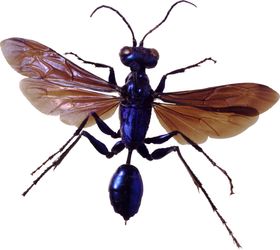 甲虫