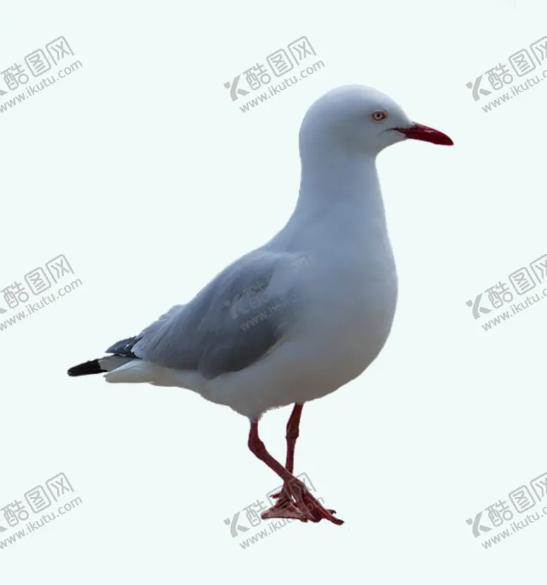 编号：59160310080235016079【酷图网】源文件下载-海鸥 