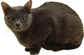可爱动物小猫咪
