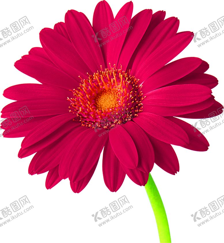 编号：86110006280152345800【酷图网】源文件下载-花素材