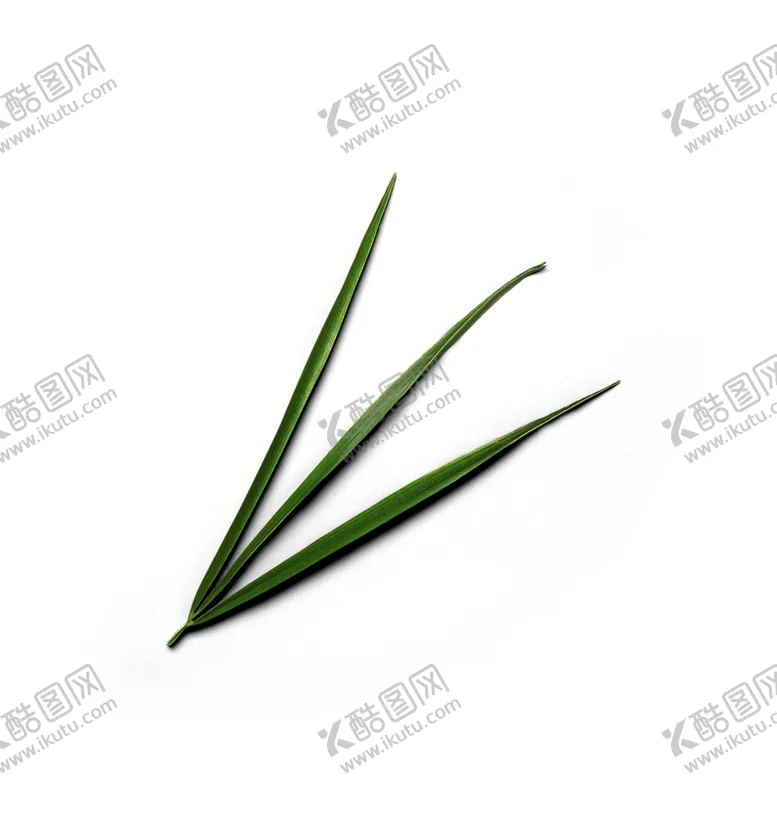 编号：49482206261434596737【酷图网】源文件下载-铁树叶