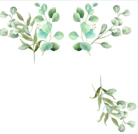 清新水彩风桉树叶插画