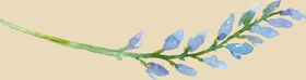 花枝花花
