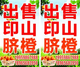 出售印山脐橙广告海报