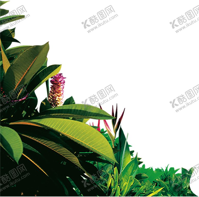 编号：98806710131946466978【酷图网】源文件下载-植物