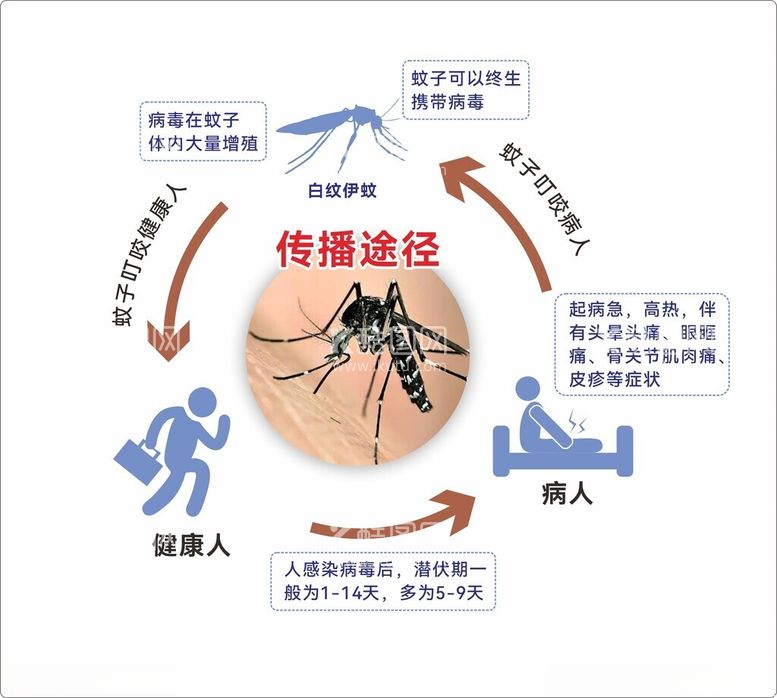 编号：28013112031232118541【酷图网】源文件下载-登革热传播途径