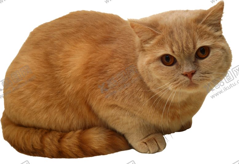 编号：89789507030312343137【酷图网】源文件下载-猫宠物猫宠物小猫猫咪